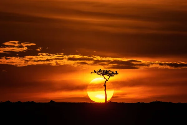 Silhouette Von Geiern Auf Einem Akazienbaum Bei Sonnenuntergang Der Masai — Stockfoto