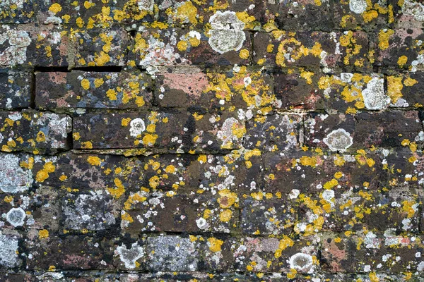 黄灰色苔藓 黄绿色苔藓 金黄色苔藓 金黄色苔藓的旧红砖背景 — 图库照片