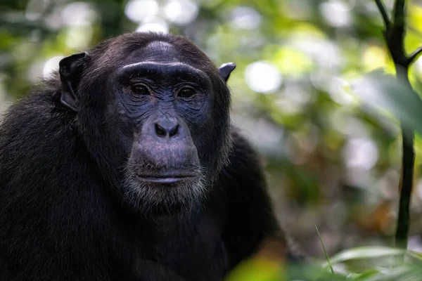 Дорослі Шимпанзе Пан Троглодит Вологому Тропічному Лісі Національного Парку Кібале — стокове фото