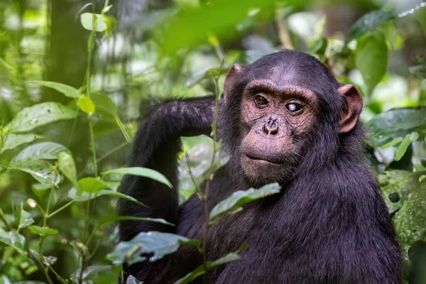 在乌干达Kibale的森林里 成年黑猩猩 泛巨怪 这只黑猩猩有很明显的白内障 一只眼睛失明了 — 图库照片