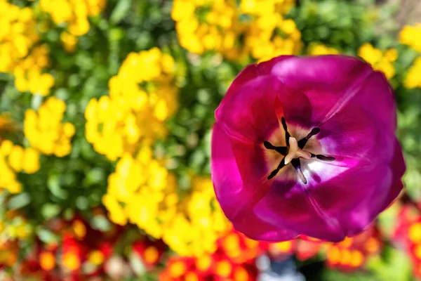 シングルチューリップの花は背景や黄色の上に立っており 赤い花は花壇に咲きます ピンクチューリップを中心とした花の背景 — ストック写真