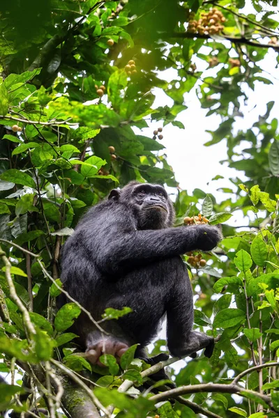在乌干达西部的Kibale国家公园的热带雨林里 成年黑猩猩 泛巨怪 吃着水果 公园保护计划意味着一些剧团习惯于与人交往 — 图库照片#