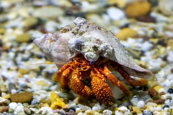 A hermit crab underwater. These marine creatures live in discarded seashells, and trade up to a lager shell as they grow.