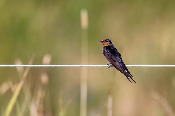 Welcome swallow, Hirundo neoxena, perched on a wire fence at Tamar Wetlands, Tasmania. Soft background with space for text.