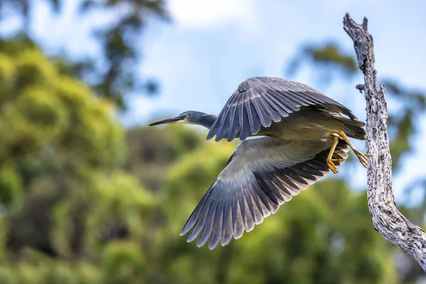 White Faced Heron Egretta Novaehollandiae Takes Flight Tree Kennett River — Stockfoto