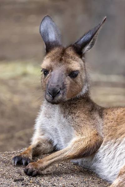 Kangaroo Island Kangaroo Macropus Fuliginosus Fuliginosusliginosus Sub Species Western Grey — стокове фото