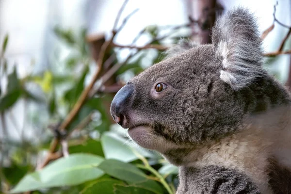 Adult Koala Phascolarctos Cinereus Eucalyptus Tree Sydney Australia Cute Marsupial — Stock Fotó