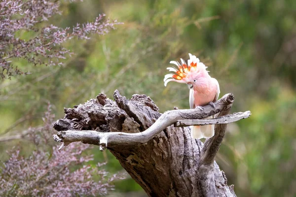 Mitchell Cockatoo少校 也被称为 重击者 粉红鹦鹉 栖息在一棵枯树上 该物种在野外受到威胁 澳大利亚维多利亚 — 图库照片