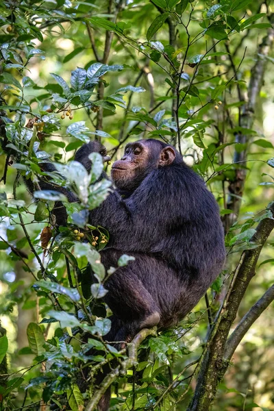테스라는 침팬지는 우간다 키발레 공원의 우림에서 과일을 먹습니다 프로그램은 접촉을 — 스톡 사진