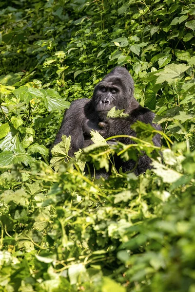Adult Mountain Gorilla Gorilla Beringei Beringei Grazen Weelderige Struiken Van — Stockfoto
