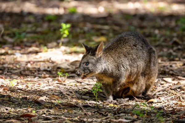 Eine Tasmanische Pademelone Thylogale Billardierii Auch Als Rufous Bellied Oder — Stockfoto