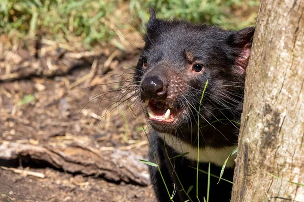 Tasmanian Devil Sarcophilus Harrisii Largest Carnivorous Marsupial Endangered Species Found —  Fotos de Stock