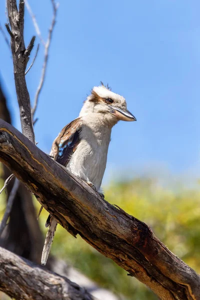 Nevető Kookaburra Dacelo Novaeguineae Egy Ausztráliában Őshonos Területi Fahal Felnőtt — Stock Fotó