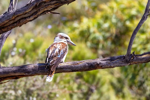 Nevető Kookaburra Dacelo Novaeguineae Egy Ausztráliában Őshonos Területi Fahal Felnőtt — Stock Fotó