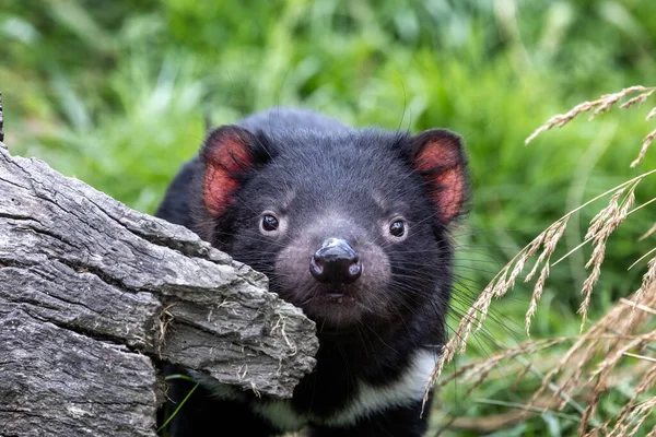 Tasmanian Devil Sarcophilus Harrisii Legnagyobb Húsevő Erszényes Veszélyeztetett Faj Megtalálható — Stock Fotó