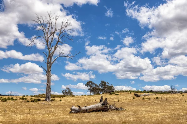 Abgestorbene Eukalyptusbäume Tasmanien Australien Sommerhimmel Hintergrund Sommerlandschaft Tasmanischen Hochland — Stockfoto