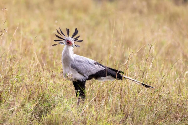 Secrétaire Oiseau Sagittaire Serpentarius Marchant Travers Longue Herbe Masai Mara — Photo