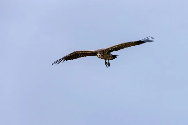 Weißgesichtsgeier Gyps Africanus Flug Vor Blauem Himmel Dieser Alte Weltvogel — Stockfoto