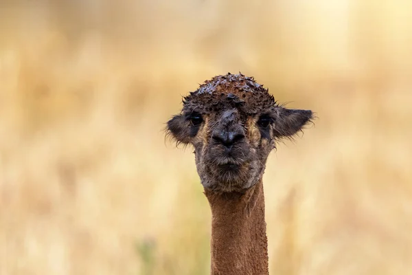Closeup of a brown llama, lama glama, after a shower of rain. Expressive face front view. This South American domesticated animal is farmed for its soft wool.