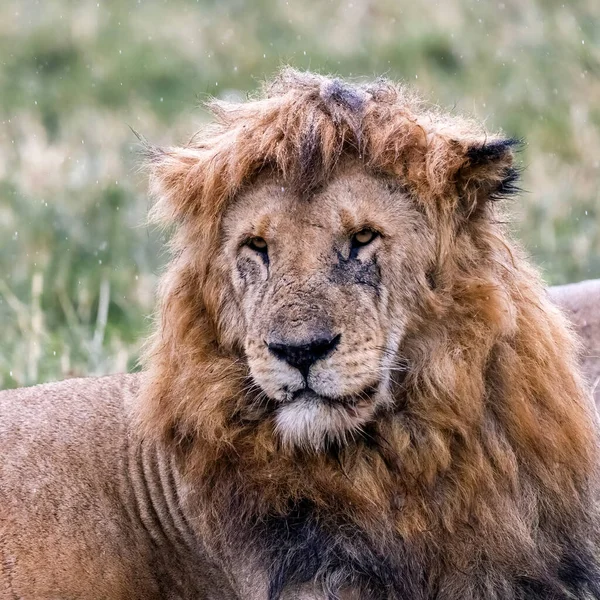 León Macho Adulto Panthera Leo Sienta Fuera Lluvia Masai Mara —  Fotos de Stock