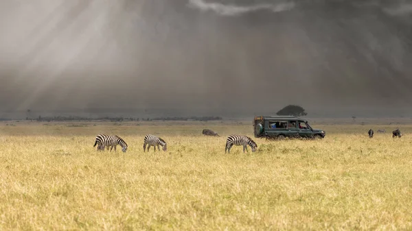 Stormachtige Luchten Masai Mara Met Zonnestralen Zebra Equus Quagga Grazen — Stockfoto