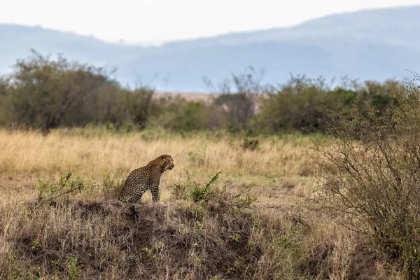 Leopardo Adulto Panthera Pardus Pardus Num Banco Masai Mara Quénia — Fotografia de Stock