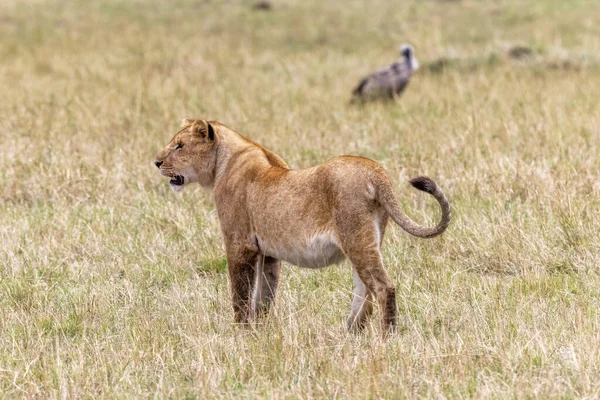 Lvice Pantera Leo Dlouhé Trávě Masai Mara Keňa Dospělá Lvice — Stock fotografie