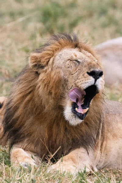 León Macho Adulto Pantera Leo Bostezando Lamiéndose Boca Masai Mara —  Fotos de Stock