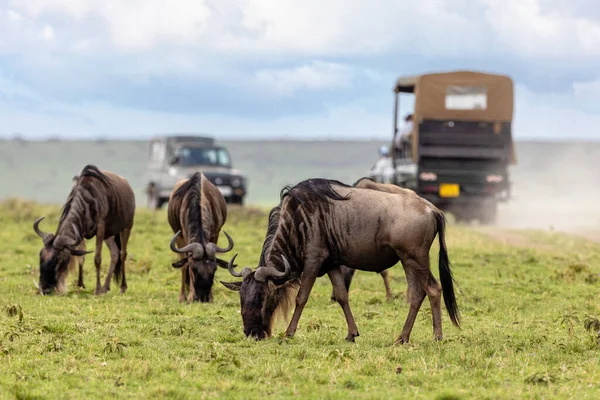 Wildebeest Connochaetes Taurinus Βόσκουν Στο Καταπράσινο Γρασίδι Του Masai Mara — Φωτογραφία Αρχείου