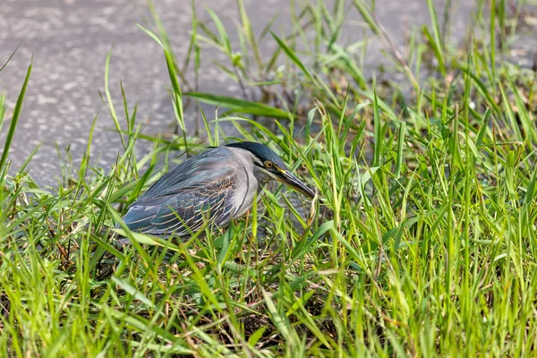 Striated Heron Also Known Amangrove Little Green Green Backed Heron — Stock Photo, Image