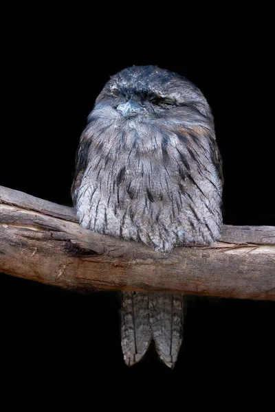Tawny Frogmouth Owl Podargus Strigoides Perched Tree Isolated Black Background — Stock Photo, Image