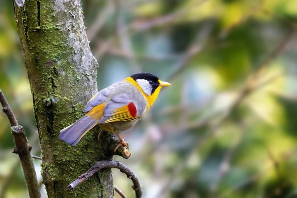 Adult Silver Eared Mesia Leiothrix Argentauris Small Colourful Species Bird — Stock Photo, Image