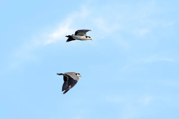 Een Paar Zwarte Schoudervleugels Vanellus Miles Novaehollandiae Vlucht Tegen Een — Stockfoto