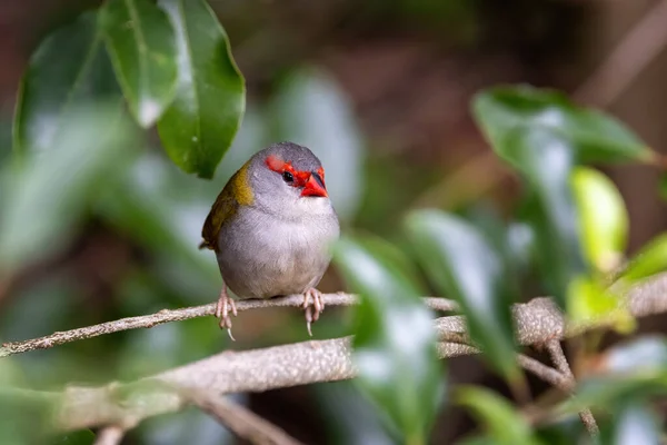 Tentilhão Sobrancelha Vermelha Macho Neochmia Temporalis Empoleirado Bosques Pequeno Pássaro — Fotografia de Stock