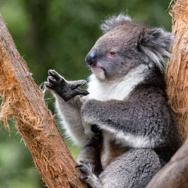 Egy Felnőtt Koala Phascolarctos Cinereus Egy Eukaliptusz Fán Ausztráliában Aranyos — Stock Fotó