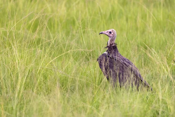フード付きのハゲタカ ネクロシテス モナコスは ウガンダのエリザベス女王国立公園の緑豊かな芝生に対して 野生では絶滅危惧種です — ストック写真