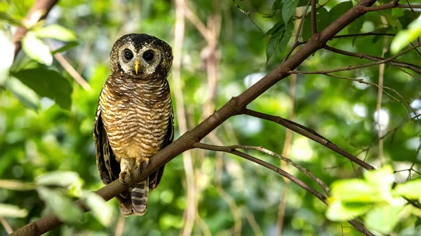 African Wood Owl Strix Woodfordii Nuchalis Perched Tree Uganda Africa —  Fotos de Stock
