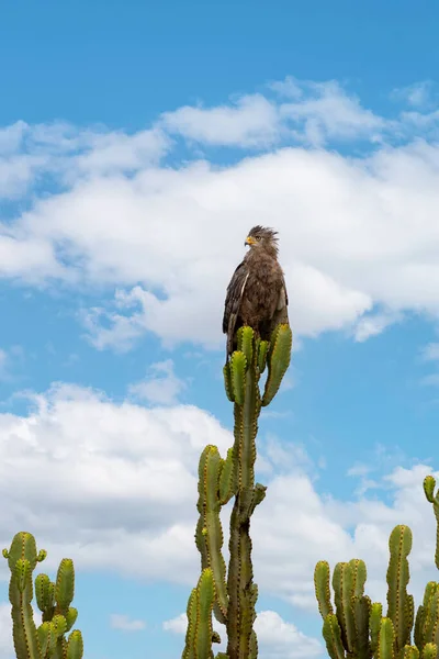 Jonge Tawny Eagle Aquila Rapax Gelegen Euphorbia Ingens Cactus Candelabra — Stockfoto