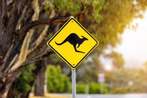 Iconic yellow and black sign warning of kangaroos in the vicinity. Australian urban scene with eucalyptus trees in sunlight.