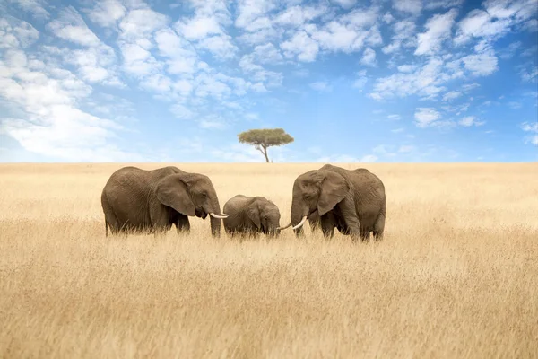 Група Слонів Червоній Вівсяній Траві Масаї Мари Дві Дорослі Самиці — стокове фото