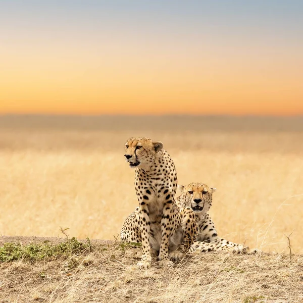 A pair of young adult cheetahs on the lookout in the open grass plains of the Masai Mara, Kenya. Soft warm morning sky background