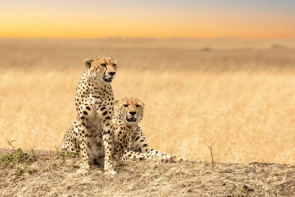 Пара Молодих Гепардів Пошуках Відкритих Степах Трави Масаї Мара Кенія — стокове фото