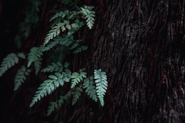 Tree fern stem and leaves, Badger Weir, Yarra Ranges, Australia. Nature background in dark and muted tones with space for text.