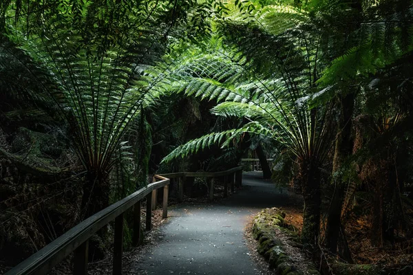 Trilha Através Das Samambaias Vegetação Mount Field National Park Tasmânia — Fotografia de Stock