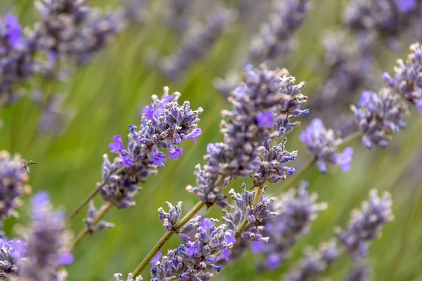 Smukke Lavendelblomster Lavandula Tæt Med Selektivt Fokus Sommerbaggrund - Stock-foto