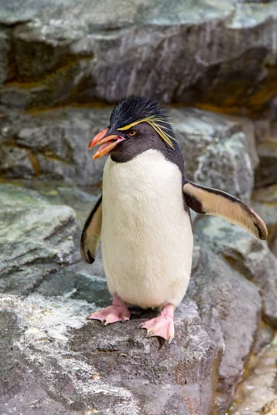 Tučňák Skalní Eudyptes Chrysocome Nejmenší Vypouklý Tučňák Nejzranitelnější Druh Divočině — Stock fotografie