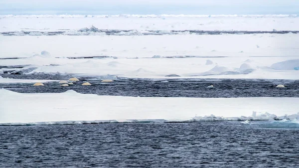 Een Pod Van Beluga Walvissen Delphinapterus Leucas Zwemmen Arctische Ijsschotsen — Stockfoto