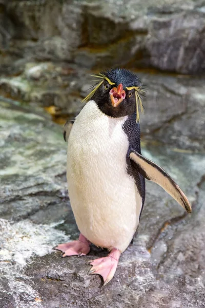 Південні Пінгвіни Стрибуни Eudyptes Chrysocome Найменші Пінгвіни Вразливі Види Дикій — стокове фото