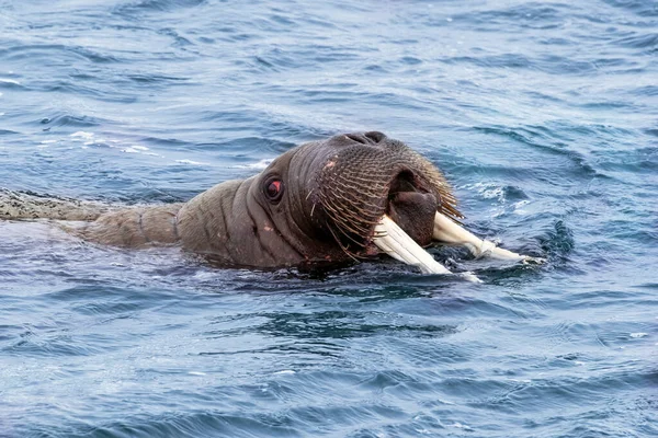 Tricheco Adulto Odobenus Rosmarus Che Nuota Nell Oceano Artico Largo — Foto Stock