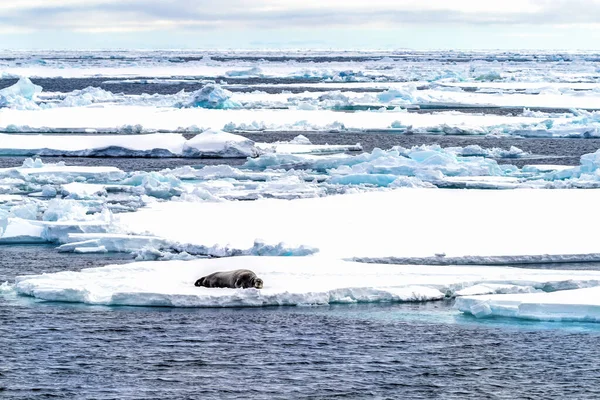 位于挪威大陆和北极之间的斯瓦尔巴群岛上 成年大胡子海豹睡在浮冰上 — 图库照片